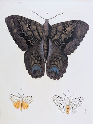 Illustrations of Exotic Entomology, containing upwards of six hundred and fifty figures and descriptions of foreign insects, interspersed with remarks and reflections on their nature and properties. A new edition, brought down to the present state of the science, with the systematic characters of each species, synonyms, indexes, and other additional matter.