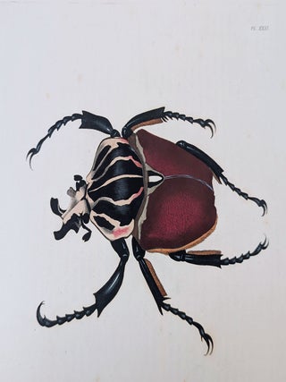 Illustrations of Exotic Entomology, containing upwards of six hundred and fifty figures and descriptions of foreign insects, interspersed with remarks and reflections on their nature and properties. A new edition, brought down to the present state of the science, with the systematic characters of each species, synonyms, indexes, and other additional matter.