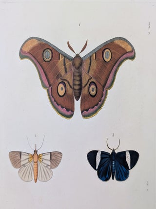 Illustrations of Exotic Entomology, containing upwards of six hundred and fifty figures and descriptions of foreign insects, interspersed with remarks and reflections on their nature and properties. A new edition, brought down to the present state of the science, with the systematic characters of each species, synonyms, indexes, and other additional matter.