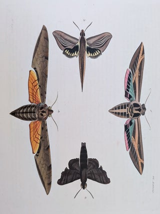Illustrations of Exotic Entomology, containing upwards of six hundred and fifty figures and descriptions of foreign insects, interspersed with remarks and reflections on their nature and properties. A new edition, brought down to the present state of the science, with the systematic characters of each species, synonyms, indexes, and other additional matter.