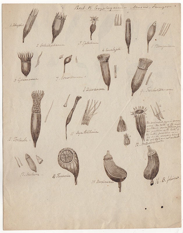 Item #2500 [Botanical drawings and letters]. Jacob Whitman Bailey.
