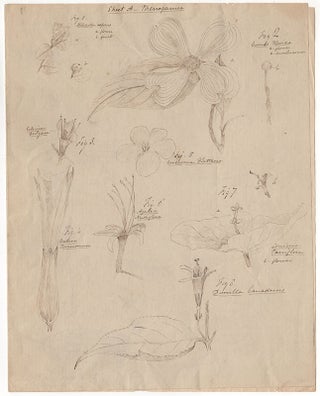 [Botanical drawings and letters].