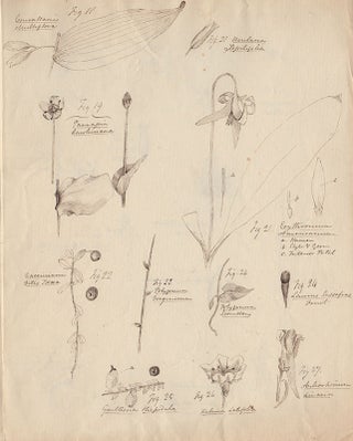 [Botanical drawings and letters].