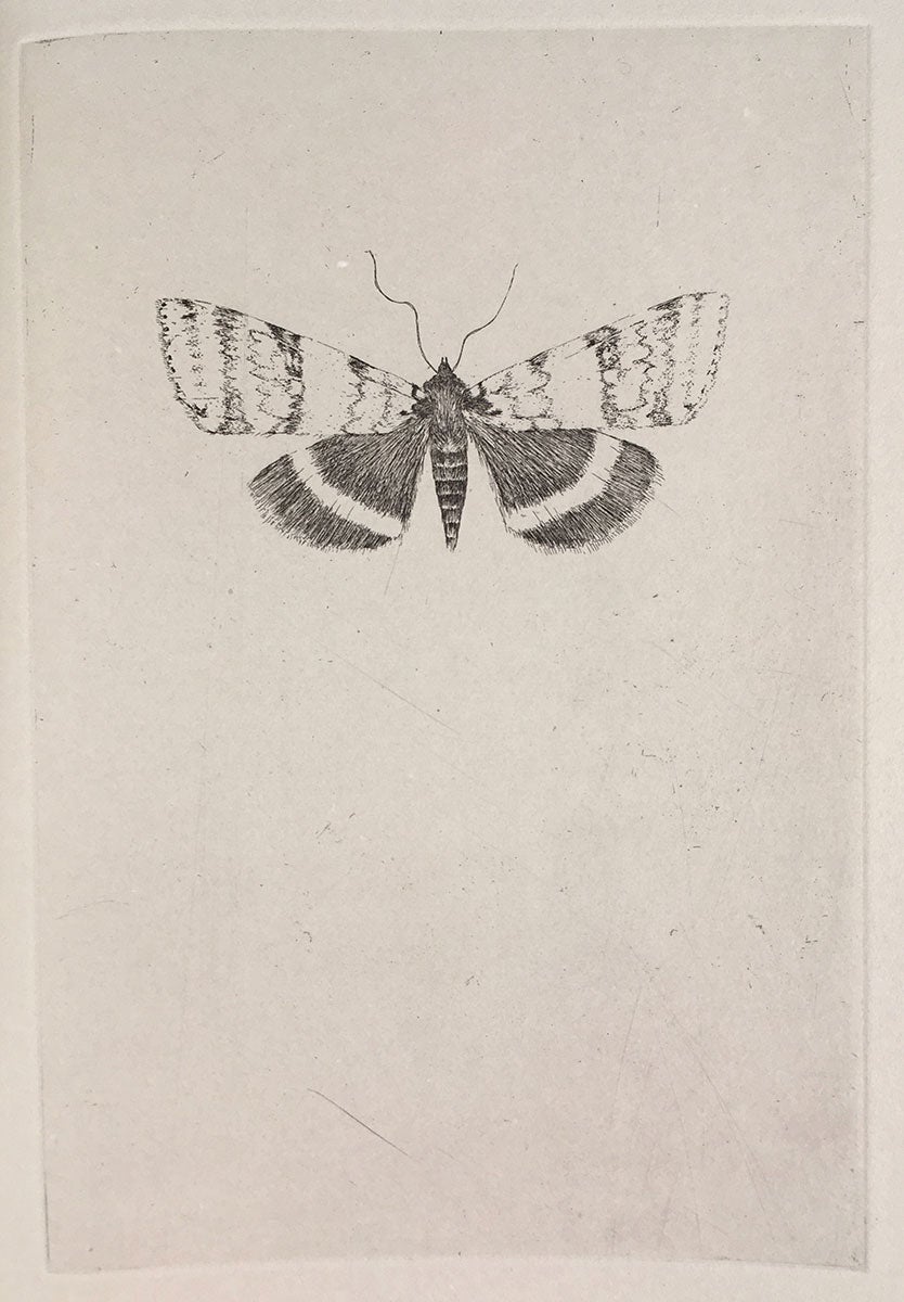 Lepidoptera : the Death of the Moth. Essay by Virginia Woolf. Etchings ...
