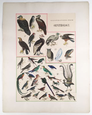 Hand-Colored Illustrations of the Beautiful and Wonderful in Animated Nature, With Explanatory Text.