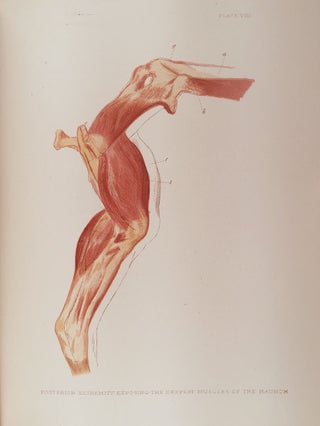 The Horse in Motion.
