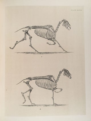 The Horse in Motion.