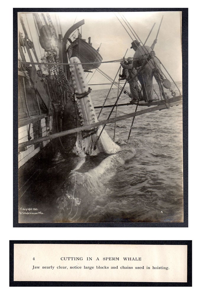 Item #5087 Cutting In A Whale : A Series of Twenty-Five Photographs. Taken on Board Bark California.