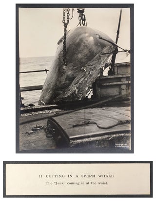 Cutting In A Whale : A Series of Twenty-Five Photographs. Taken on Board Bark California.