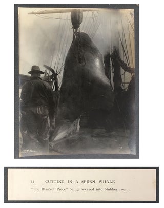 Cutting In A Whale : A Series of Twenty-Five Photographs. Taken on Board Bark California.