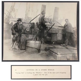 Cutting In A Whale : A Series of Twenty-Five Photographs. Taken on Board Bark California.