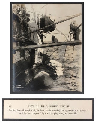 Cutting In A Whale : A Series of Twenty-Five Photographs. Taken on Board Bark California.
