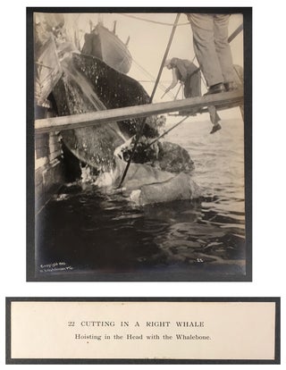 Cutting In A Whale : A Series of Twenty-Five Photographs. Taken on Board Bark California.