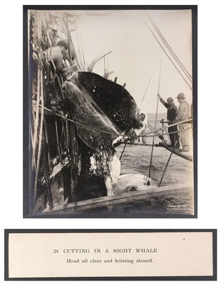 Cutting In A Whale : A Series of Twenty-Five Photographs. Taken on Board Bark California.