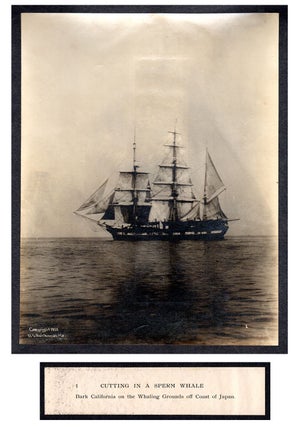 Cutting In A Whale : A Series of Twenty-Five Photographs. Taken on Board Bark California.