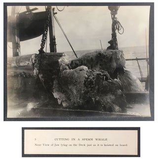 Cutting In A Whale : A Series of Twenty-Five Photographs. Taken on Board Bark California.