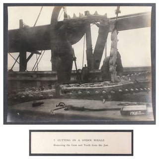 Cutting In A Whale : A Series of Twenty-Five Photographs. Taken on Board Bark California.