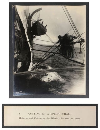 Cutting In A Whale : A Series of Twenty-Five Photographs. Taken on Board Bark California.