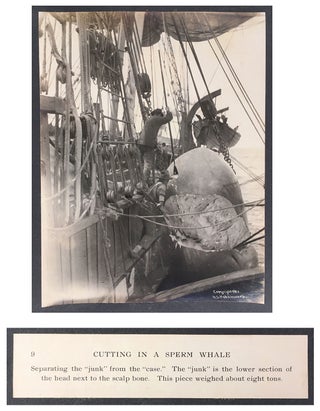 Cutting In A Whale : A Series of Twenty-Five Photographs. Taken on Board Bark California.
