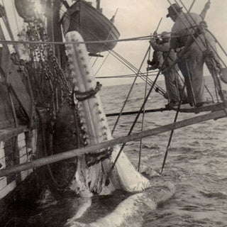 Cutting In A Whale : A Series of Twenty-Five Photographs. Taken on Board Bark California.