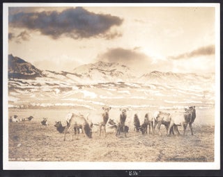 Item #5845 [Livingston, Montana and Yellowstone Photo Album]. Joseph F. Scherieble, W. S. Berry,...