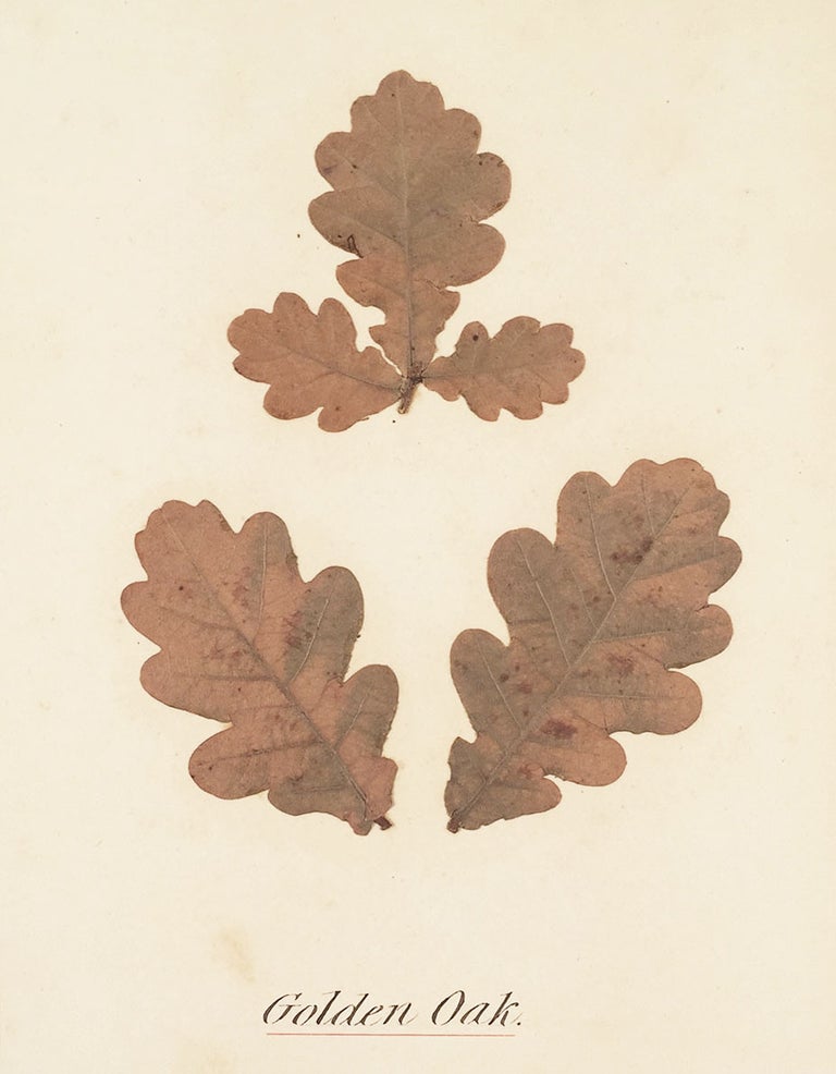 Item #5998 Leaves of Hardy Oaks and Maples. Samuel Jr. Parsons, compiler.