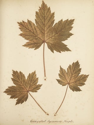 Leaves of Hardy Oaks and Maples.