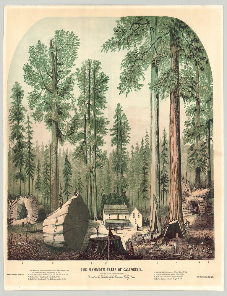 Item #6038 The Mammoth Trees of California…Presented to Subscribers of the Cincinnati Weekly Times. G. K. Stillman, engraver.