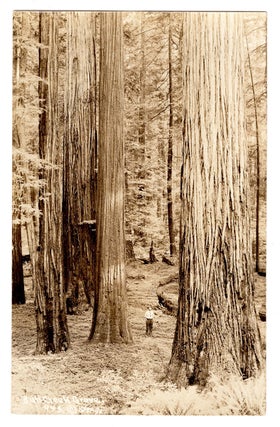 [Album of Northern California lumbering real photo postcards.]