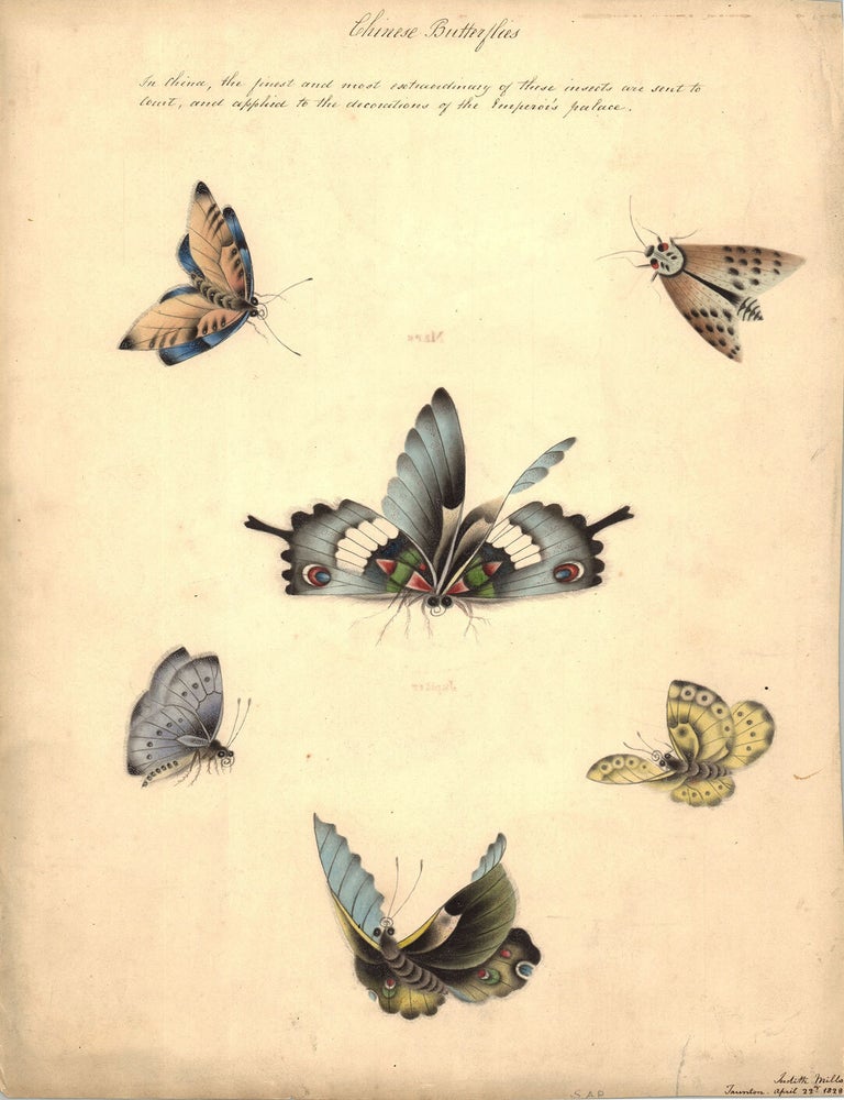 Item #7938 Chinese Butterflies. Judith Mills, del.