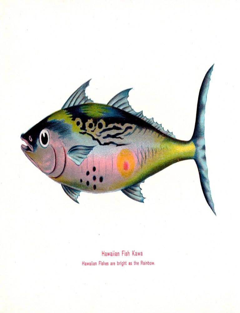 Item #8220 Hawaiian Fishes. James Steiner.