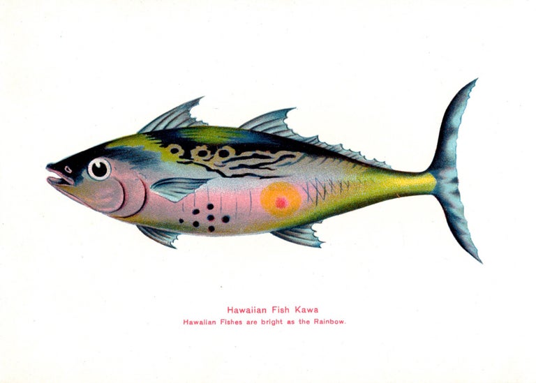 Item #8220 Hawaiian Fishes. James Steiner.