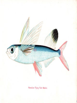 Hawaiian Fishes.