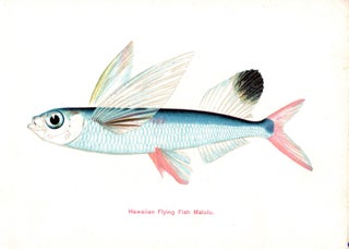 Hawaiian Fishes.