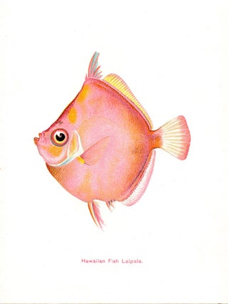 Hawaiian Fishes.