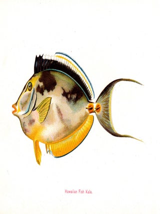 Hawaiian Fishes.