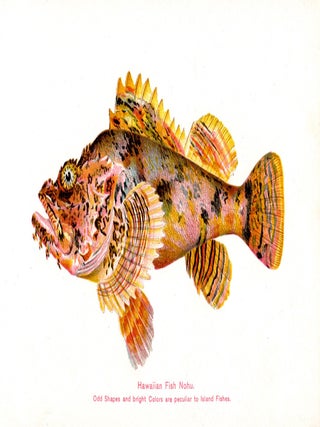 Hawaiian Fishes.