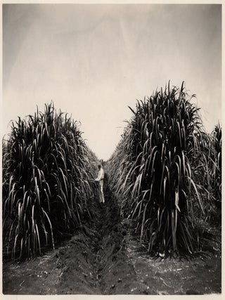 The Southern Sugar Company.