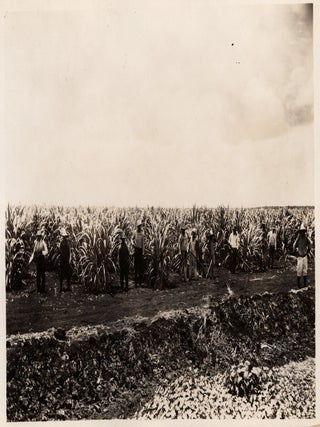 The Southern Sugar Company.